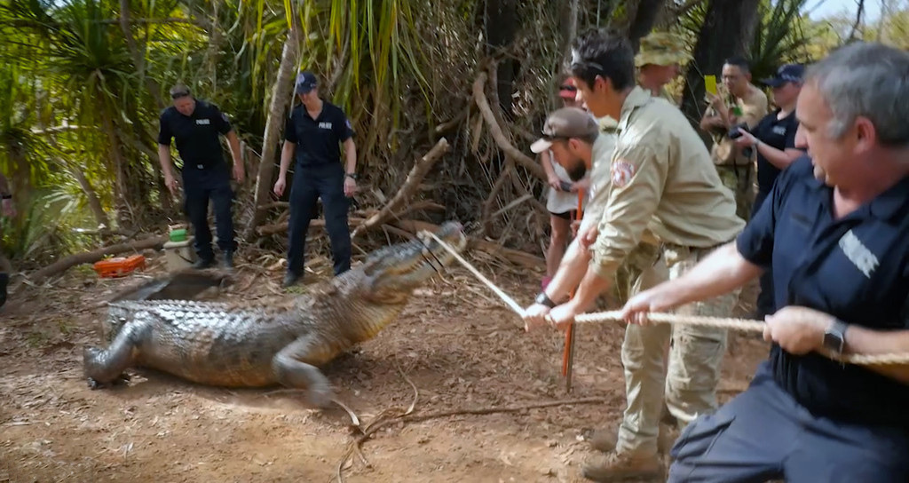 澳大利亚一头4米长巨型盐水鳄偷猎牛被警方“逮捕”