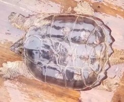 新余捕获巨龟一只，有认识这是啥龟的吗？