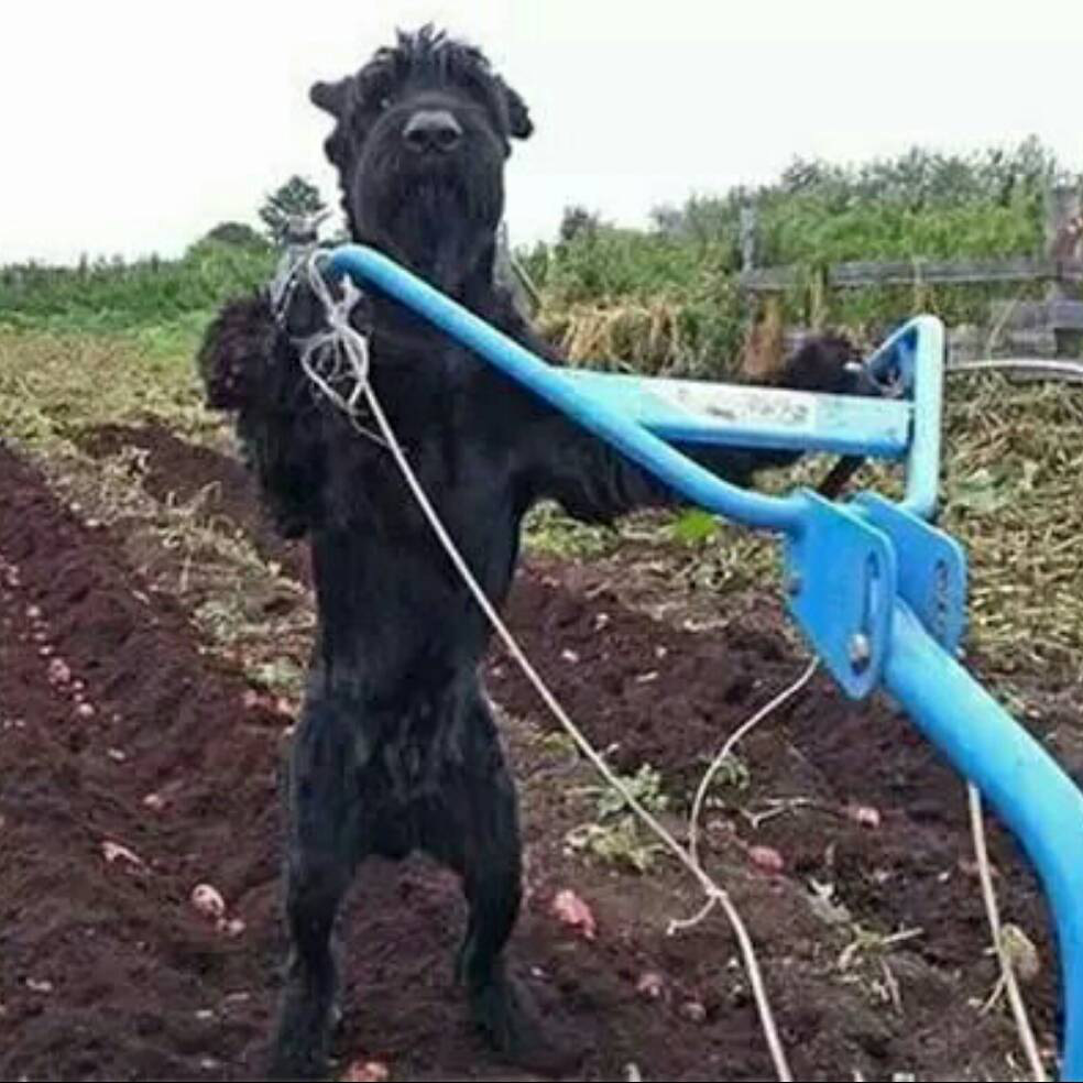 狗狗为了照顾身患残疾的主人，竟然每天挑水耕地，感动无数人