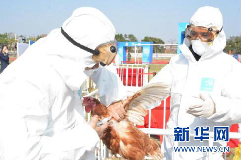 韩禽流感蔓延全境 成史上最严重流感疫情