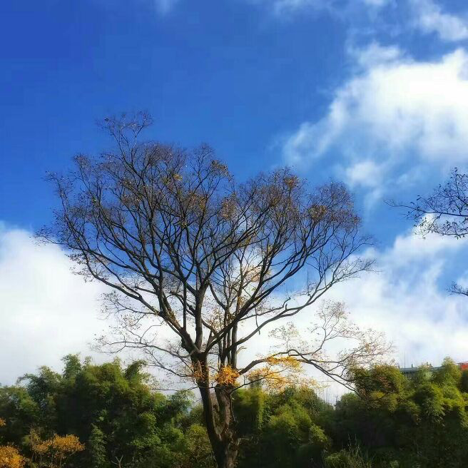 添加图片