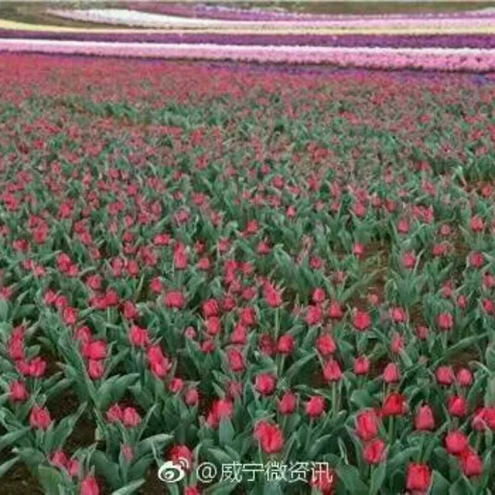 添加图片
