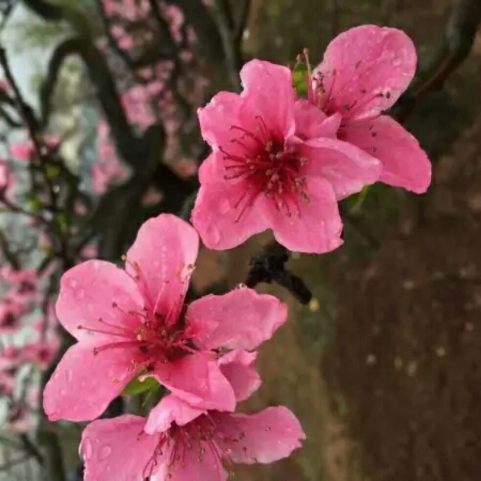 添加图片