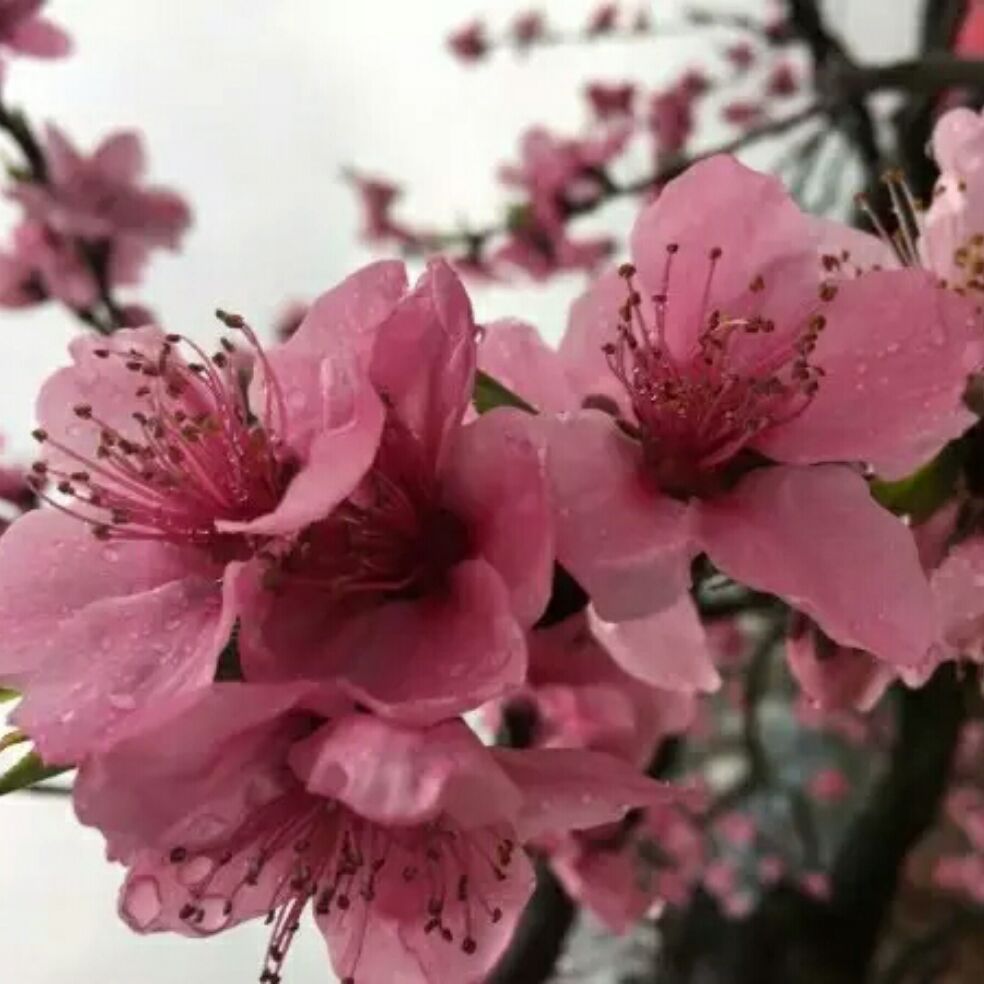 添加图片