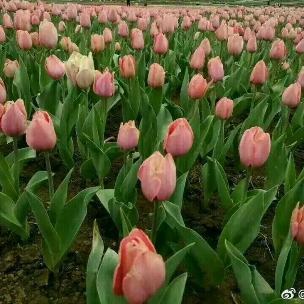 添加图片