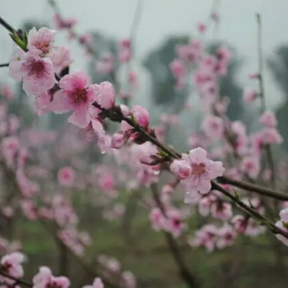 添加图片