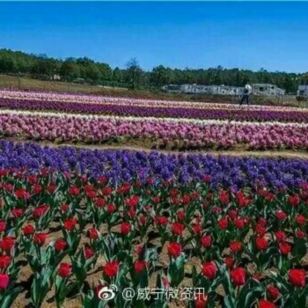 添加图片