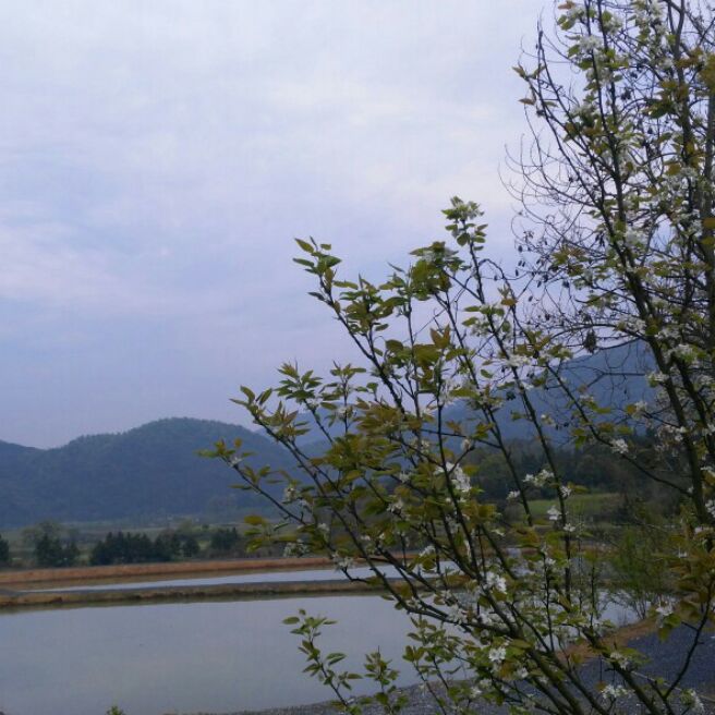添加图片