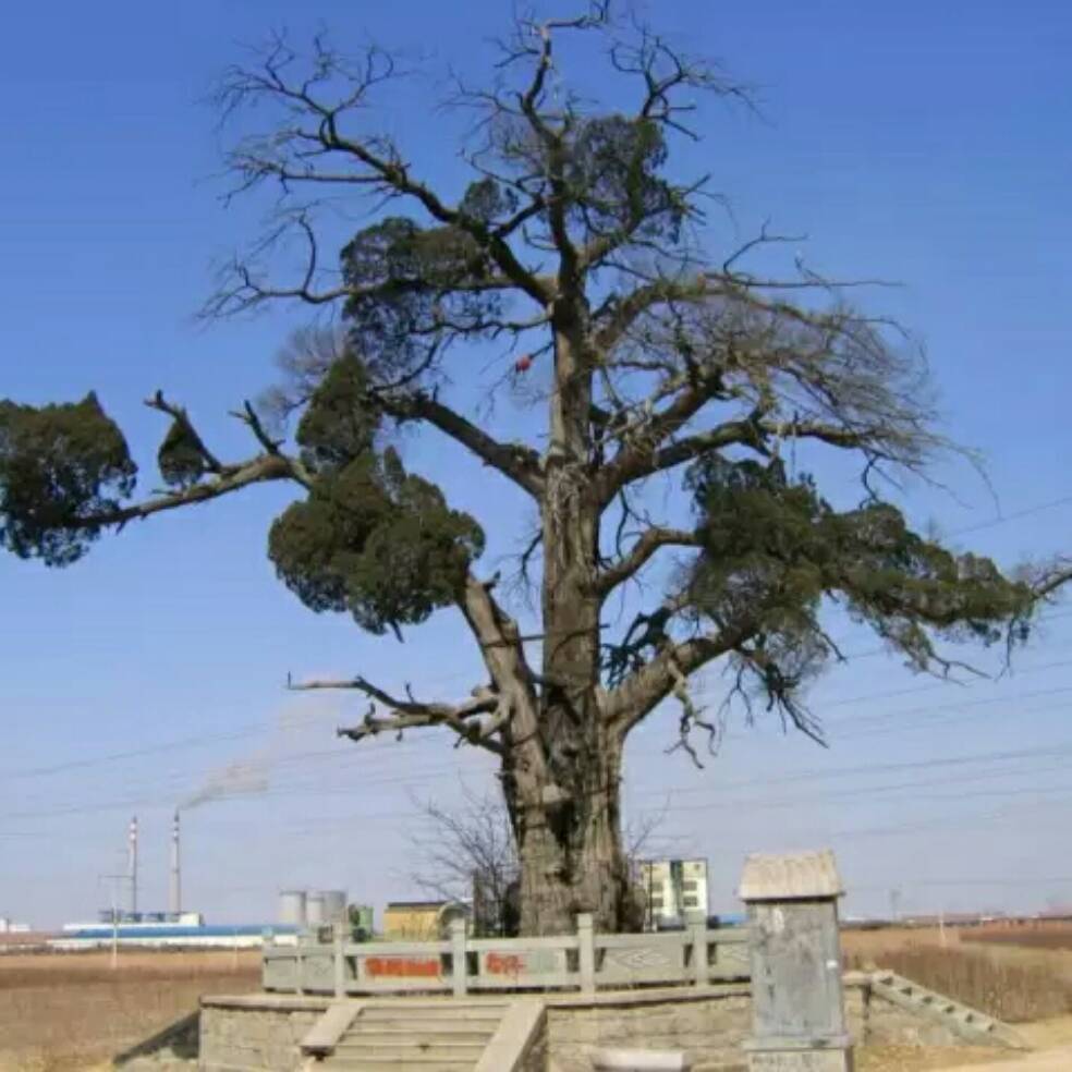 添加图片