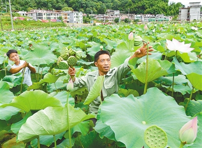 江西：生态农业助脱贫