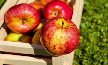 局部腐烂的苹果真的会致癌吗？