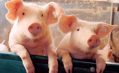 猪价是否是在三月底将达到最低谷？拐点是否出现在四五月？